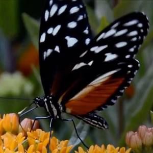 Meet your Posher, Shadia